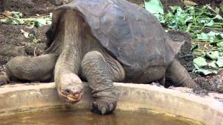 Museum Helps Preserve Iconic Tortoise Lonesome George [upl. by Elinor]