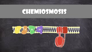 Chemiosmosis  Biochemistry [upl. by Nnaed]