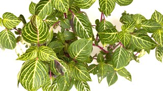 Bloodleaf Plant  Profile Care Propagation [upl. by Morganica]