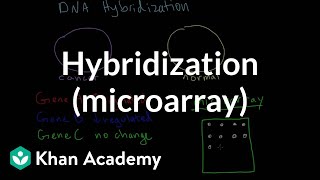 Hybridization microarray  Biomolecules  MCAT  Khan Academy [upl. by Cirre473]