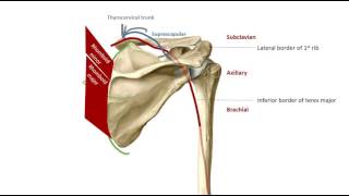 The Scapular Anastomoses in 2 mins [upl. by Nahrut]