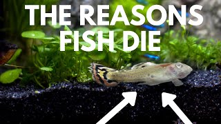 Common Fish Diseases How to Prevent and Cure Illness in Aquariums [upl. by Ode]