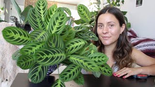 How To Make a Prayer Plant Houseplant More Full  Maranta Plant Propagation [upl. by Burnside]