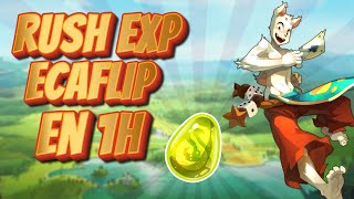 RUSH EXP DOFUS UNITY EN 1 HEURE  ECAFLIP [upl. by Odlavu]