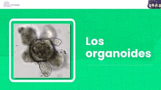 Los organoides [upl. by Mannuela]