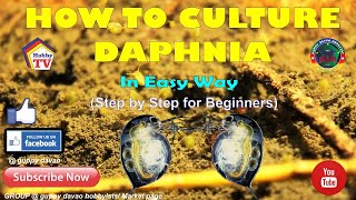 HOW TO CULTURE DAPHNIA In Easy Way [upl. by Tobe846]