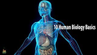 10 Human Biology Basics Everyone Should Know [upl. by Wynnie]