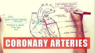 Coronary Arteries  Anatomy Tutorial [upl. by Atteragram]