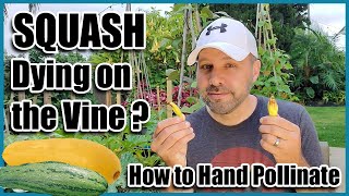 Squash Dying on the Vine How to Hand Pollinate Squash Pumpkins Zucchini and Cucumbers [upl. by Luanni]