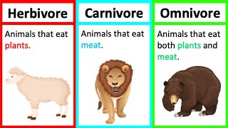 Herbivore Carnivore amp Omnivore  Types of animals  Whats the difference [upl. by Higgs]