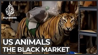 The black market animal business [upl. by Ecinom]