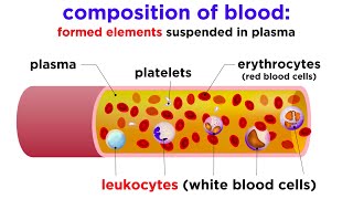 The Composition and Function of Blood [upl. by Philana]