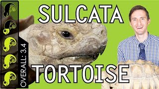 Sulcata Tortoise The Best Pet Turtle [upl. by Marabel]