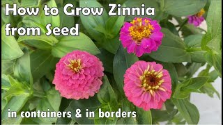 How to Grow Zinnia from Seed to Flower  in Borders and in Containers [upl. by Yahsan]