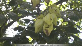 Koelreuteria paniculata Goldenrain tree [upl. by Siladnerb645]