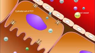 USMLE® Step 1 High Yield Nephrology Renal Tubular Acidosis [upl. by Keldon]