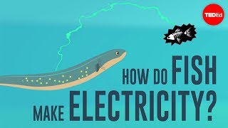 How do fish make electricity  Eleanor Nelsen [upl. by Tedie638]