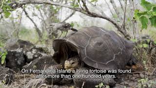 The Giant Tortoise Restoration Initiative [upl. by Salguod450]