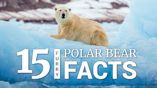 15 Polar Bear Facts [upl. by Jordain]