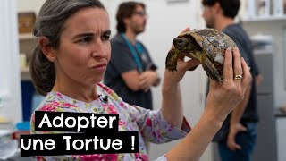 Adopter une Tortue  🐢 [upl. by Aerb]