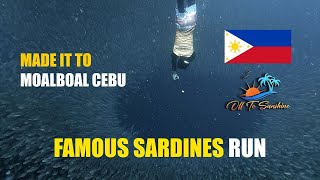 MUST TRY Moalboal 🇵🇭 SARDINE RUN [upl. by Shiff894]