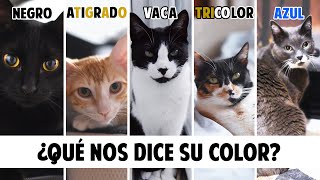 Conoce mejor a tu GATO según el COLOR DE SU PELO  Gatunalidad y curiosidades felinas [upl. by Derry]