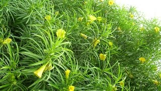 Amazing Native Plants  Pacha ganneru yellow oleander  Thevetia peruviana [upl. by Tyrrell]