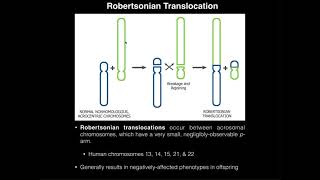 Robertsonian Translocations amp Correlation to Down Syndrome [upl. by Iem]