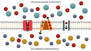 Bio Ruhepotential Abitur [upl. by Ertnom]