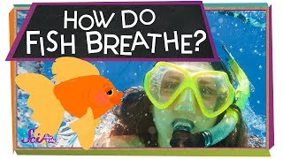 How Do Fish Breathe  Animal Science for Kids [upl. by Bendicty]