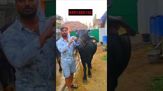 ఆంధ్రాలో గేదెల సమాచారం  Murrah MilkingReady to Delivery Buffaloes [upl. by Ruprecht]